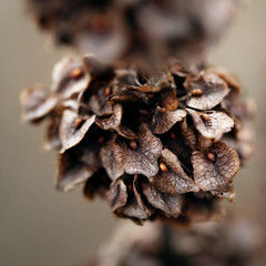 Dry plant in winter on the white snow background macro