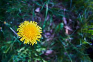 A yellow dandelion in grass