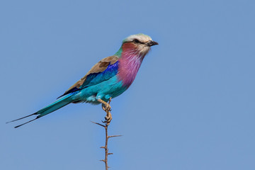 Lilac Breasted Roller