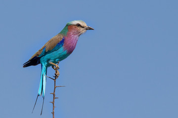 Lilac Breasted Roller