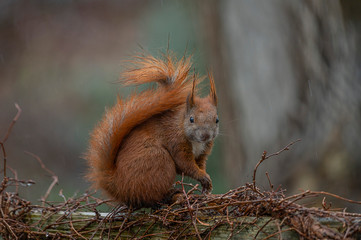 Eichhörnchen