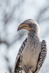 Hornbill
