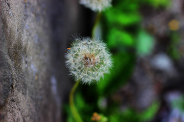 dandelion