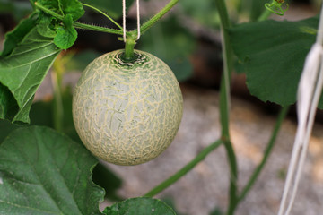 Close up of organic melon fruits and green plants growing at an organic melon farm greenhouse