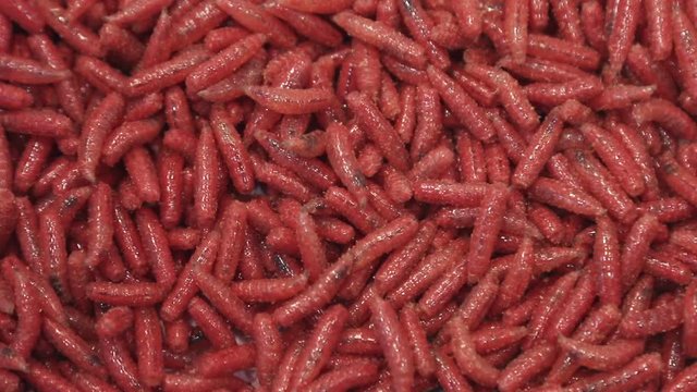 maggot worms of red color crawl and move. background of the maggots