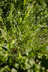 Green grass in the garden