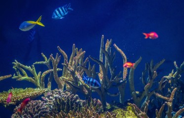 blue fish with plants in an aquarium