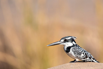 Pied Kingfisher