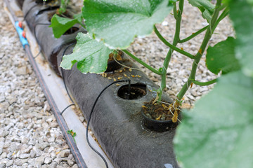 Green melon plants and yellow flowers at an organic melon farm greenhouse with selective focus background