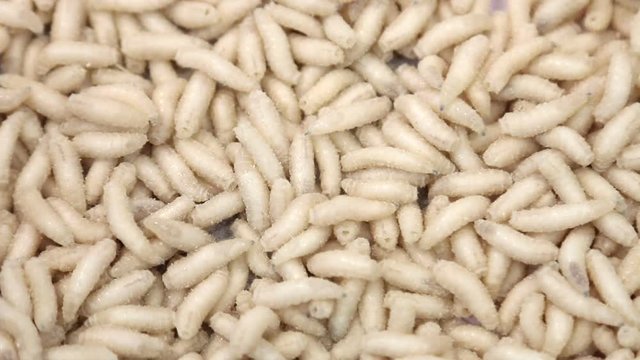 maggot worms of white color crawl and move. background of the maggots