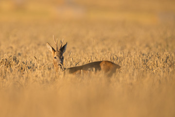 Roebuck - buck (Capreolus capreolus) Roe deer - goat