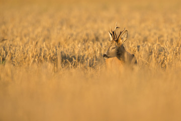Roebuck - buck (Capreolus capreolus) Roe deer - goat