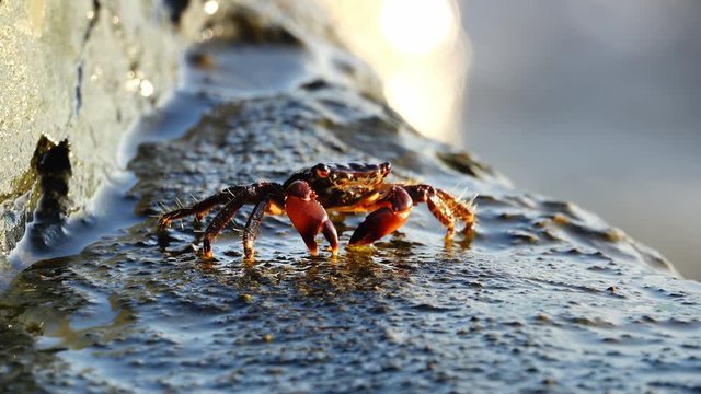 Close-up of a crab enjoying a delicious meal on a reef at the seaside of Anzio in Italy