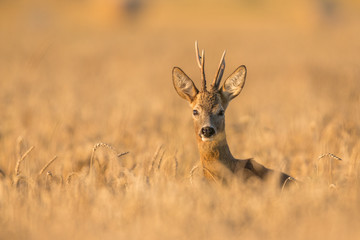 Roebuck - buck (Capreolus capreolus) Roe deer - goat
