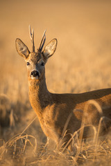 Roebuck - buck (Capreolus capreolus) Roe deer - goat