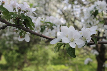 blooming apple tree in spring