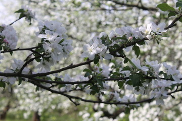 blooming apple tree in spring