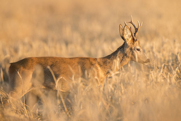 Roebuck - buck (Capreolus capreolus) Roe deer - goat