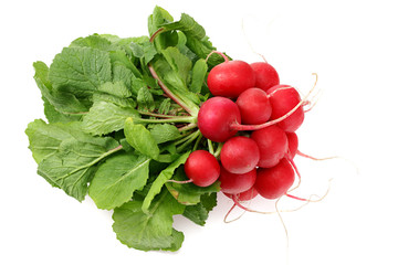 fresh radish bunch isolated on white background