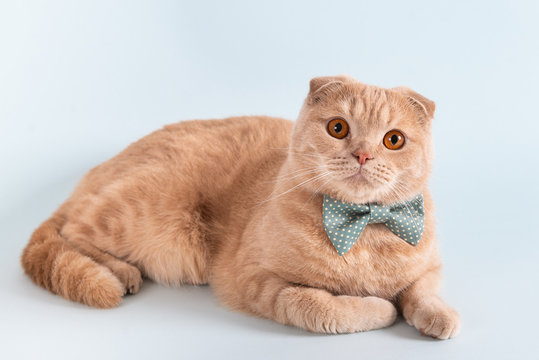 Funny flap-eared cat in bow tie looking at the camera on blue background. Festive greeting card, happy birthday concept, calendar, event agency. Close up