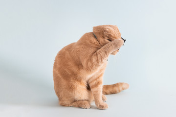 Funny cat covering his face with a paw. Embarrassed, dissapointed, naughty cat on blue background