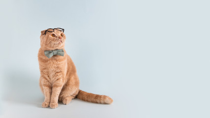 Sale, advertisment, discount creative concept. Suprised cat in bow tie wearing glasses on his head...
