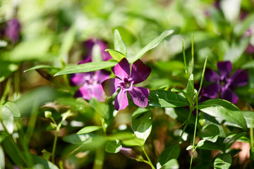 The charming periwinkle. Periwinkle flowers (Vinca minor) blooming in the spring garden
