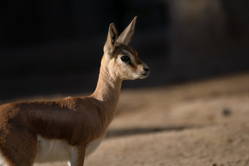 Young brood of happy dorcas gazelle