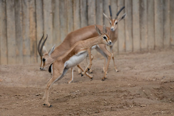 Young brood of happy dorcas gazelle