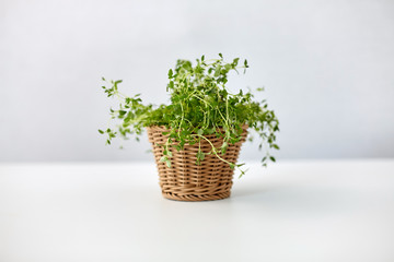 healthy eating, gardening and greens concept - thyme herb in wicker basket on table