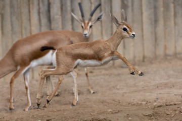 Young brood of happy dorcas gazelle
