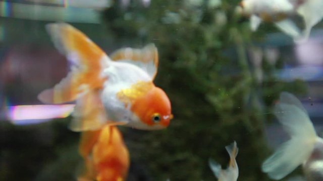Goldfish in freshwater aquarium, closeup view