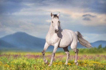 White horse free run on spring meadow against mountain view - obrazy, fototapety, plakaty