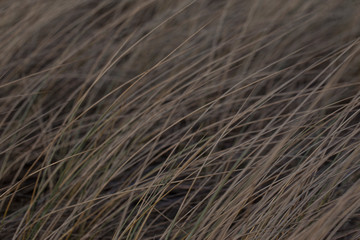 Long brown grass