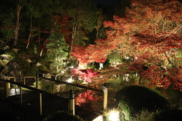 Night-time Autumn Leaf at Konkaikomyo-ji(Kurodani) Temple, Kyoto, Japan