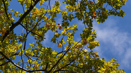 The canopy of a mighty oak trees in the bright sunshine against a blue sky