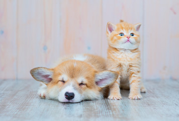 Fototapeta na wymiar A red-haired corgi puppy lying and sleeping on the floor next to it takes a sitting kitten looking into the frame. A pair of animals lying on the floor in the house