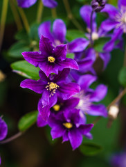 flowers with purple flowers, blurry background, dark green, focus and sharpness on one flower