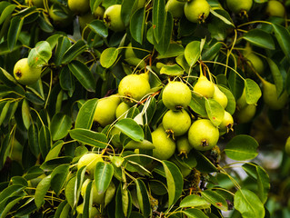 pear tree branches with many small green-yellow pears, rust spots on leaves, focus and sharpness on individual areas