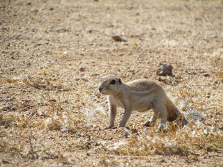 Fototapeta premium Sqirrel 