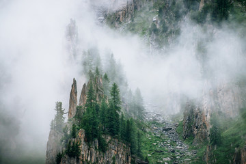 Coniferous trees on sharp stones of rocky mountain in dense fog. Low cloud near high rock with forest. Vivid foggy green landscape with rocks and trees in clouds. Steep slopes with boulder streams.