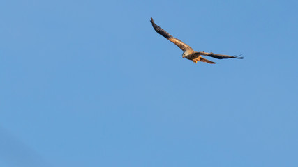 A majestic red kite soaring high in the sunlight against a blue sky