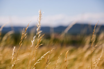 Fototapeta premium Close up of wheat ready for harvest