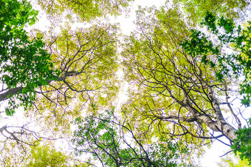 The crown of trees