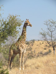 giraffe in africa