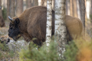 European bison - Bison bonasus in the Knyszyn Forest (Poland) © szczepank