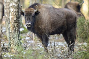 European bison - Bison bonasus in the Knyszyn Forest (Poland)