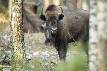 European bison - Bison bonasus in the Knyszyn Forest (Poland) © szczepank