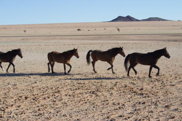 wild horses in namibia