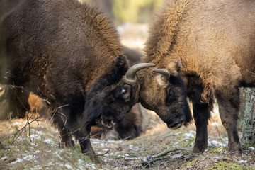 European bison - Bison bonasus in the Knyszyn Forest (Poland) © szczepank